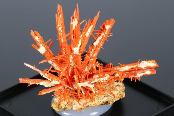 Bright Orange Crocoite Crystal Cluster - Tasmania #182738